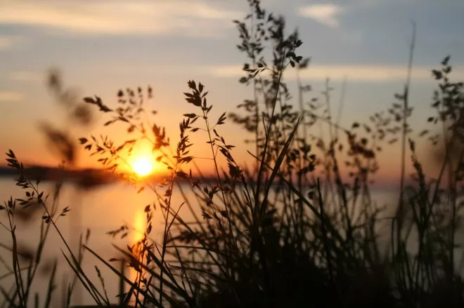 Sunrise over water, with the sun near the horizon, and tall grass in the foreground.